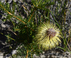 Banksia pulchella