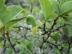 Wikstroemia