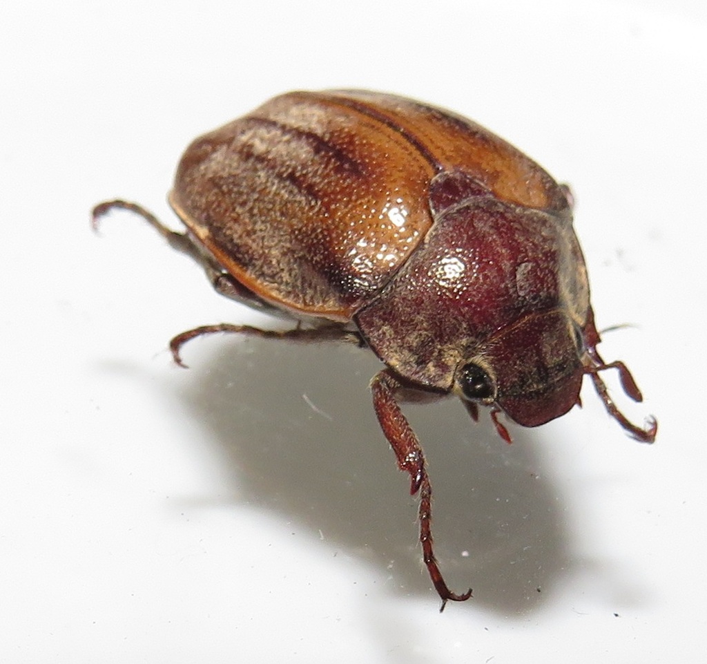 Large Wattle Chafer
