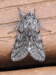 Pleromelloida conserta