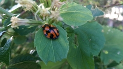 Botanochara cancellata