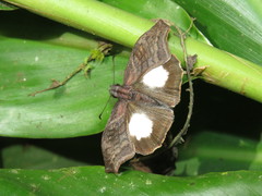 Theagenes albiplaga