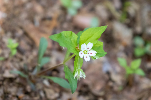 Pseudostellaria heterophylla, photograph 4