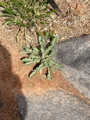 Oenothera primiveris