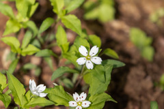 Pseudostellaria heterophylla, photograph (c) WATANABE Hitoshi 渡辺仁, some rights reserved (CC BY)