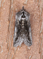 Pleromelloida conserta