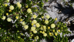 Acacia nigricans