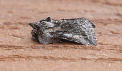 Pleromelloida conserta