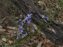 Lobelia dentata