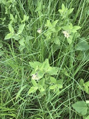 Solanum bulbocastanum