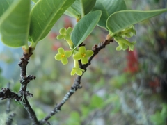 Wikstroemia