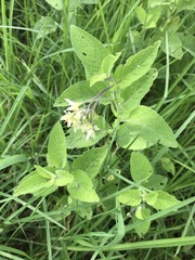 Solanum bulbocastanum
