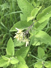 Solanum bulbocastanum