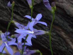 Lobelia dentata