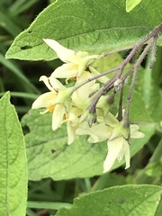 Solanum bulbocastanum