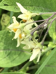 Solanum bulbocastanum