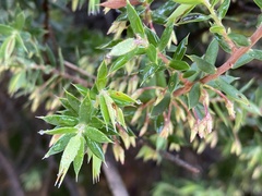 Styphelia setigera
