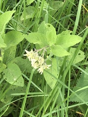 Solanum bulbocastanum