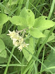Solanum bulbocastanum