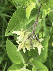 Solanum bulbocastanum