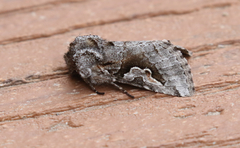 Stretchia plusiaeformis