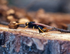 Urocerus gigas