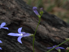 Lobelia dentata