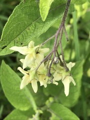 Solanum bulbocastanum