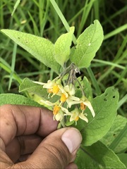 Solanum bulbocastanum
