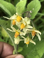 Solanum bulbocastanum