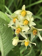 Solanum bulbocastanum