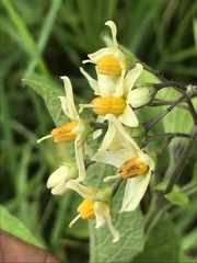 Solanum bulbocastanum