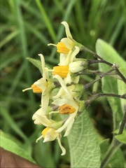 Solanum bulbocastanum