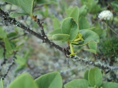 Wikstroemia