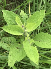 Solanum bulbocastanum