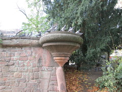 Columba livia domestica