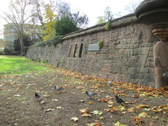 Columba livia domestica