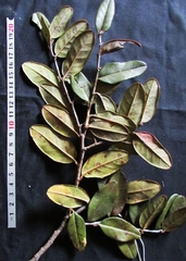 Nothofagus brassii