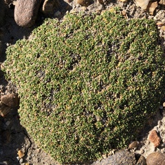 Azorella monantha