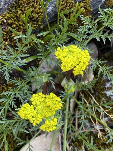 Lomatium utriculatum