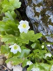 Kumlienia hystricula