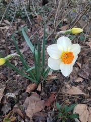 Narcissus