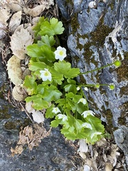 Kumlienia hystricula