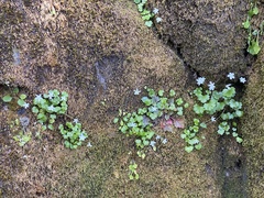 Kumlienia hystricula