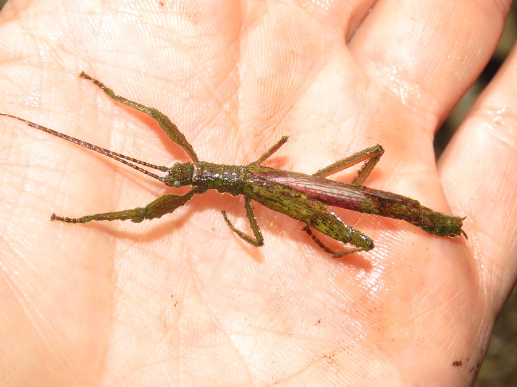 Prisopus bifidus