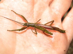 Prisopus bifidus