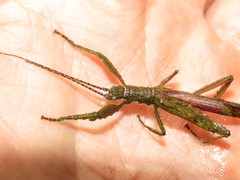Prisopus bifidus