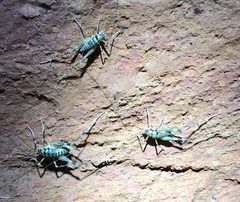 Ceuthophilus maculatus