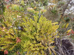 Phlegmariurus beitelii