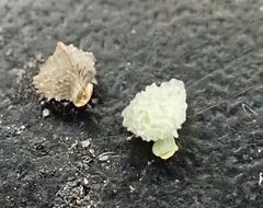 Plagiobothrys collinus californicus